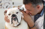 Flea and Parasite Control and Prevention malta, Our Services malta, Vetcare Animal Clinic malta