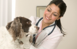 House-visits malta, Our Services malta, Vetcare Animal Clinic malta