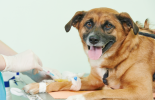 Neutering and Spaying malta, Our Services malta, Vetcare Animal Clinic malta