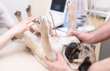 X-Ray Imaging and Ultrasonography malta, Our Services malta, Vetcare Animal Clinic malta