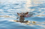 Water Safety for Pets: Summary of Swimming Tips and Precautions malta,  malta, Vetcare Animal Clinic malta