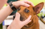  Dog Eye Infection: Home Remedy & Identification of Eye Discharge malta,  malta, Vetcare Animal Clinic malta
