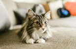 Feline Leukemia  malta,  malta, Vetcare Animal Clinic malta