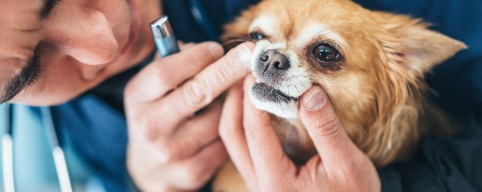 Cleaning your pet's teeth. malta,  malta, Vetcare Animal Clinic malta