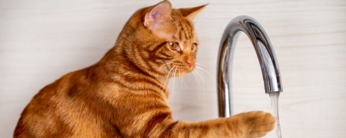 Preventing dehydration in cats malta,  malta, Vetcare Animal Clinic malta