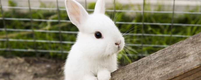 Caring for your pet rabbit Malta, Malta